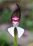 Leptoceras menziesii Hare Orchid